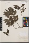 Foto von Salix cinerea L. x Salix viminalis L.